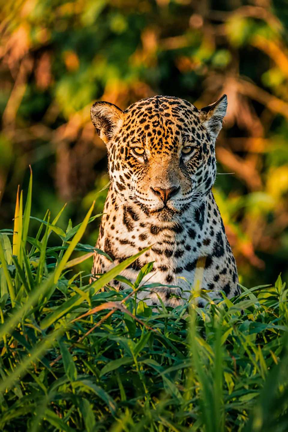 Uma onça-pintada no Pantanal de Mato Grosso do Sul